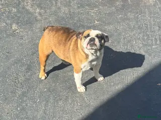 English Bulldog dogs Exceptional female Miniature English Bulldog - Advert 1