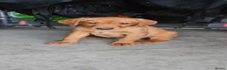 Labrador Retriever dogs for sale: Beautiful Labrador Puppies Available now - Advert 24
