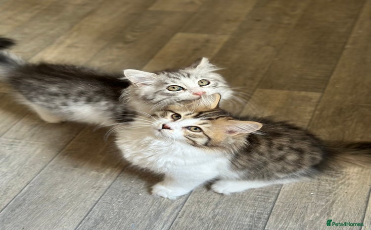 Siberian cats - Advert 1