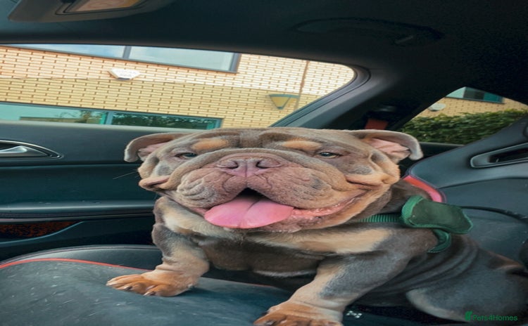 English Bulldog dogs - Advert 18