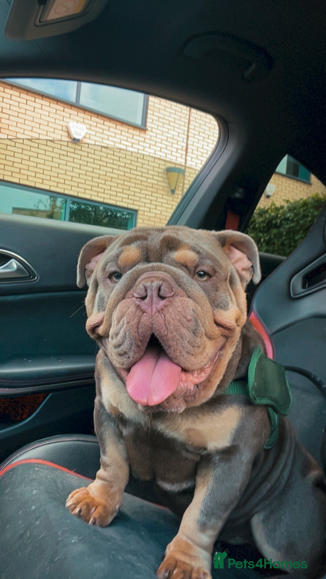English Bulldog dogs for sale: English bulldog - Image 2