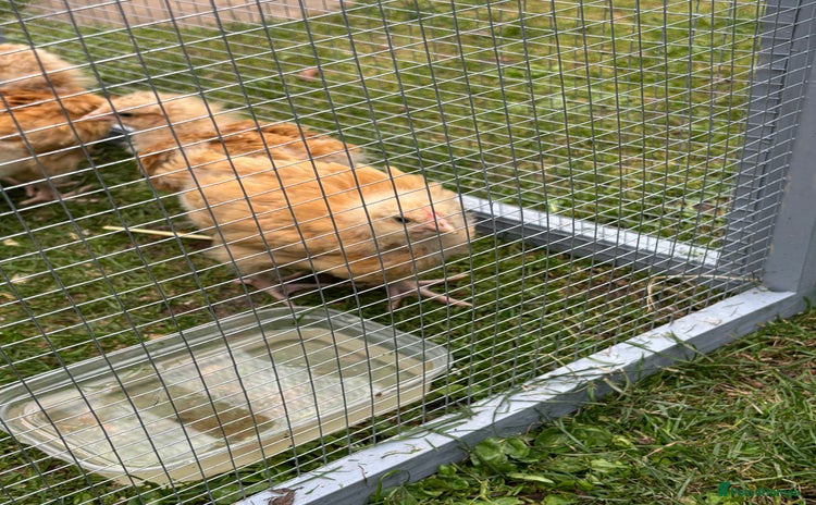 Chickens poultry - Advert 3