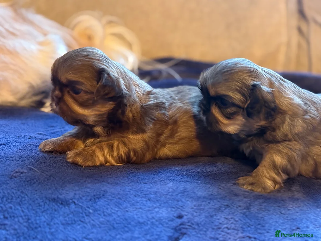 Shih Tzu dogs for sale: Shih tzu  - Advert 4