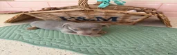 Jack Russell dogs for sale: Much Wenlock stunning puppy  - Advert 29