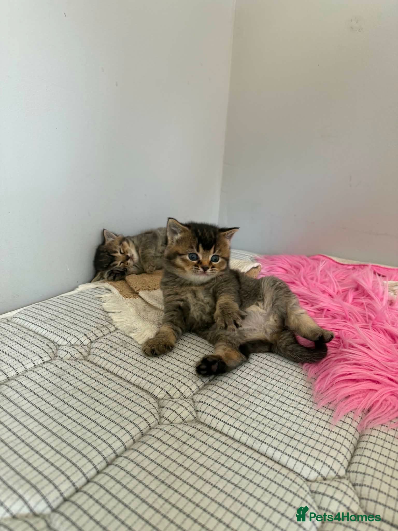 Mixed Breed cats for sale: 3 Little kittens  in Basildon - Advert 14