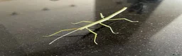 Stick Insects invertebrates for sale: Indian Stick Insect Colony inc Terrarium - Advert 10