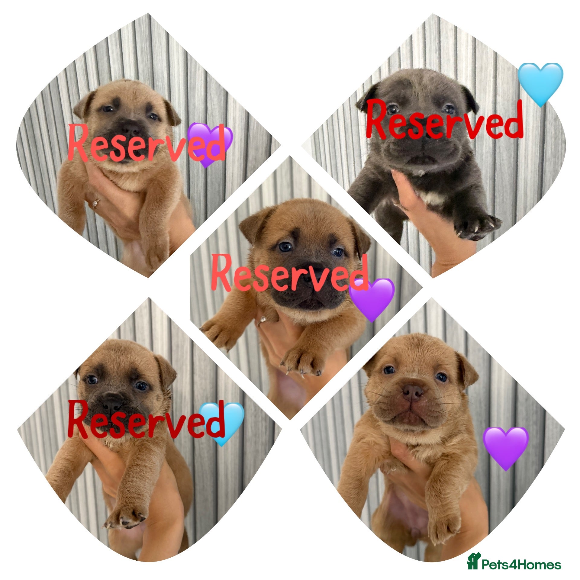 Mixed Breed dogs for sale: Chowchow mix puppies.  - Advert 2
