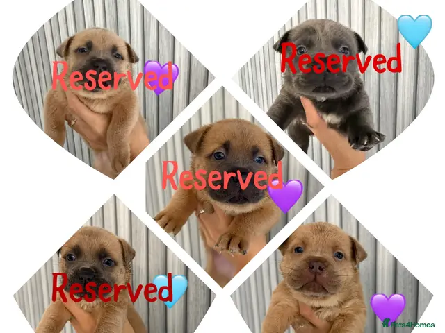 Mixed Breed dogs for sale: Chowchow mix puppies. - Advert 2