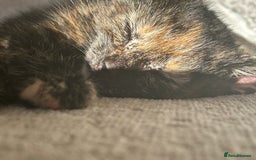 Mixed Breed cats for sale: 6 beautiful kittens ready now (4 left) - Image 13