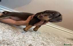 Miniature Dachshund dogs for sale: KC Registered Miniature Dachshund - 2 Boys Left! - Image 28