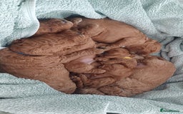 Cockapoo dogs for sale: Beautiful cockapoo puppies  - Image 20