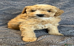 Miniature Poodle dogs for sale: Miniature Poodle Puppies Available.  - Image 9