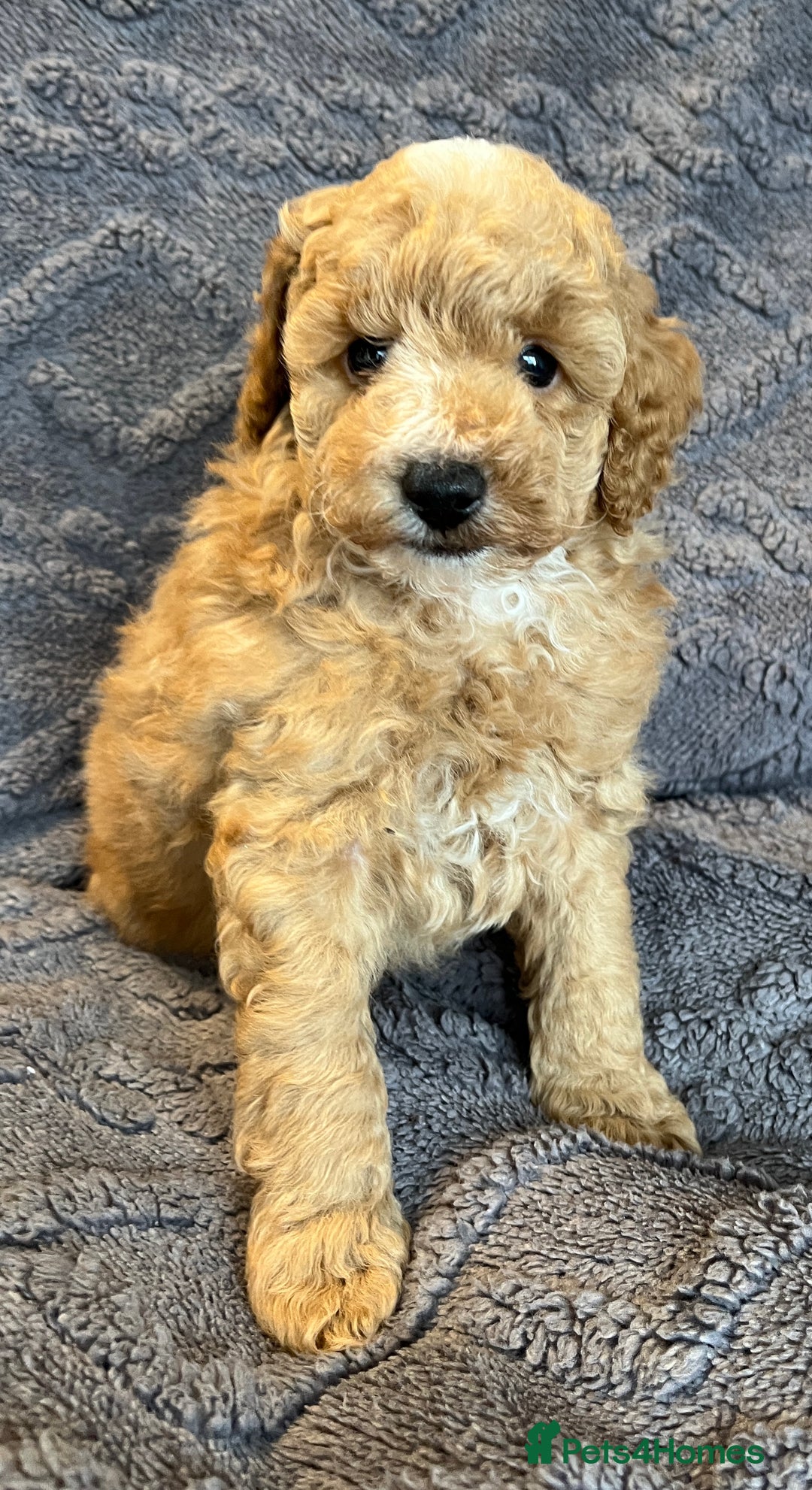 Miniature Poodle dogs for sale: Miniature Poodle Puppies Available.  - Image 9