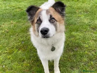 Mixed Breed dogs Novie (Collie mix) - Advert 1