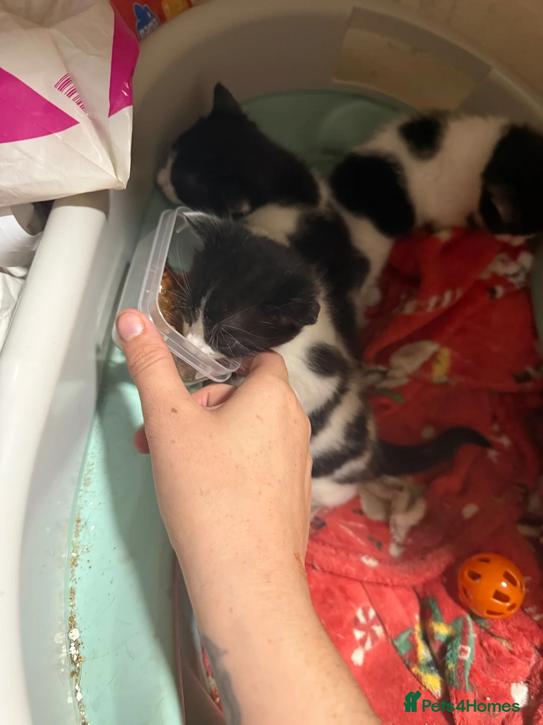 British Shorthair cats for sale: Kittens and mother  - Advert 9