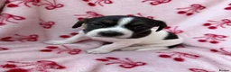 Jack Russell dogs for sale: 2 jack Russell puppies - Advert 11
