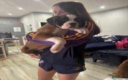 Boxer dogs for sale: KCR pups for sale  - Image 14