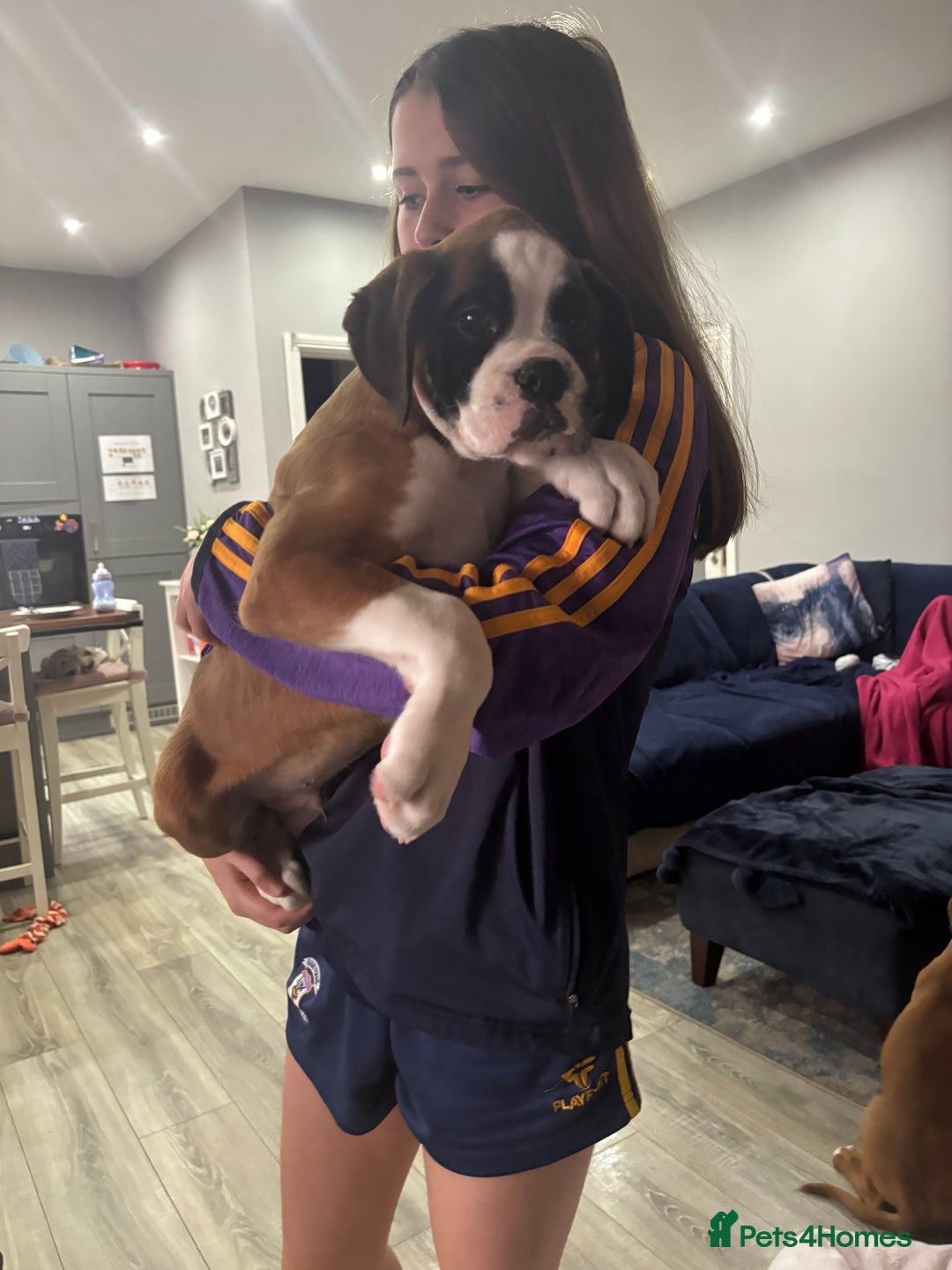 Boxer dogs for sale: KCR pups for sale  - Image 14