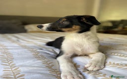 Border Collie dogs for sale: Border collies Dundee  - Image 19
