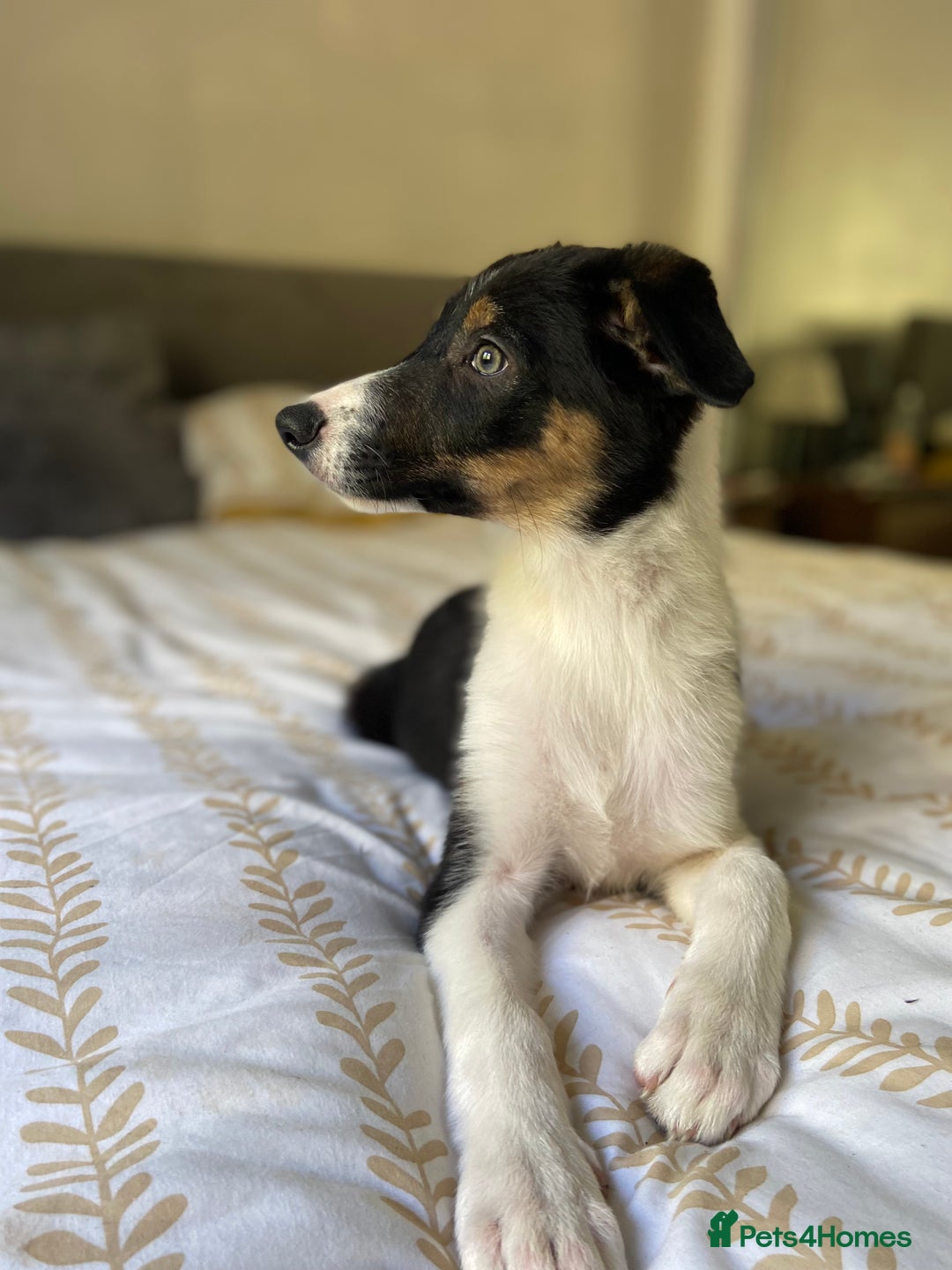 Border Collie dogs for sale: Border collies Dundee  - Image 19