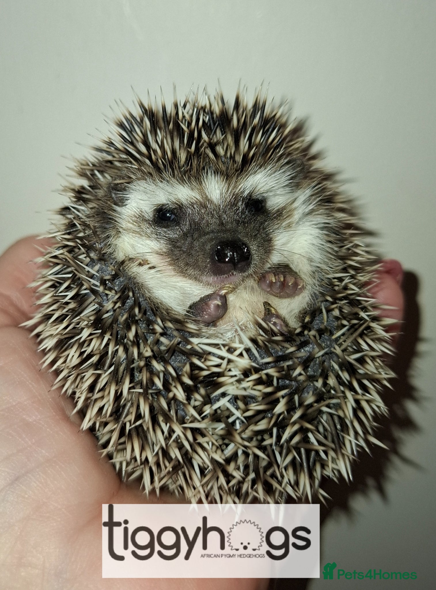 Pygmy Hedgehog rodents 1 handsome Male and 1 stunning female  - Advert 1