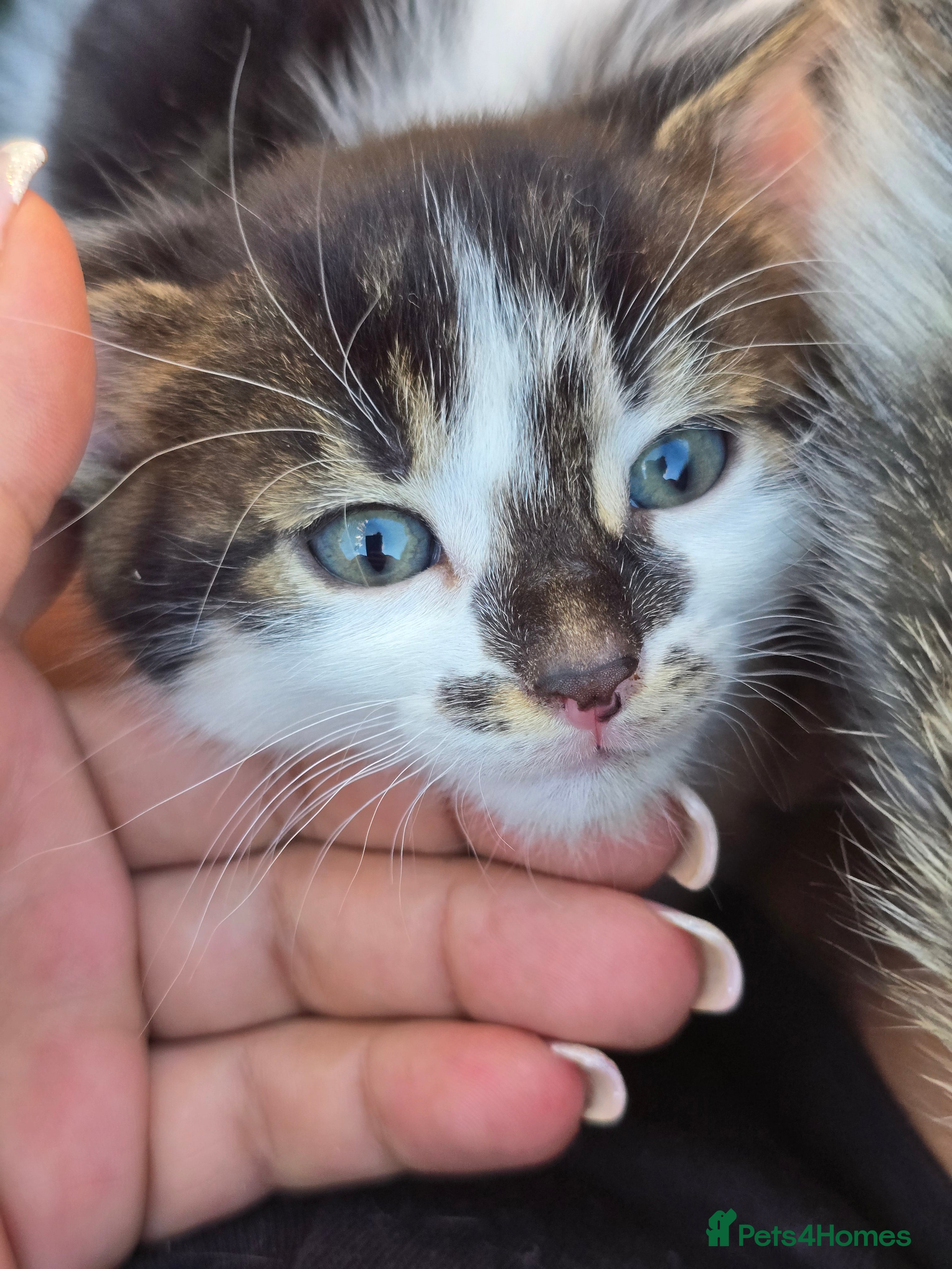 Bengal cats Bengal cross tabby Ready now in Croydon - Advert 21