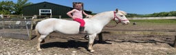 Appaloosa horses for sale: Cosmic Minstrel Gorgeous Gelding Rising 2 May 2026 - Advert 11