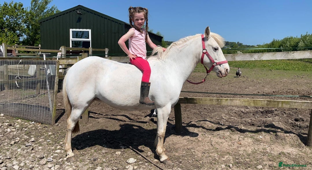 Appaloosa horses for sale: Cosmic Minstrel Gorgeous Gelding Rising 2 May 2026 - Advert 11