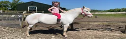 Appaloosa horses for sale: Cosmic Minstrel Gorgeous Gelding Rising 2 May 2026 - Advert 11