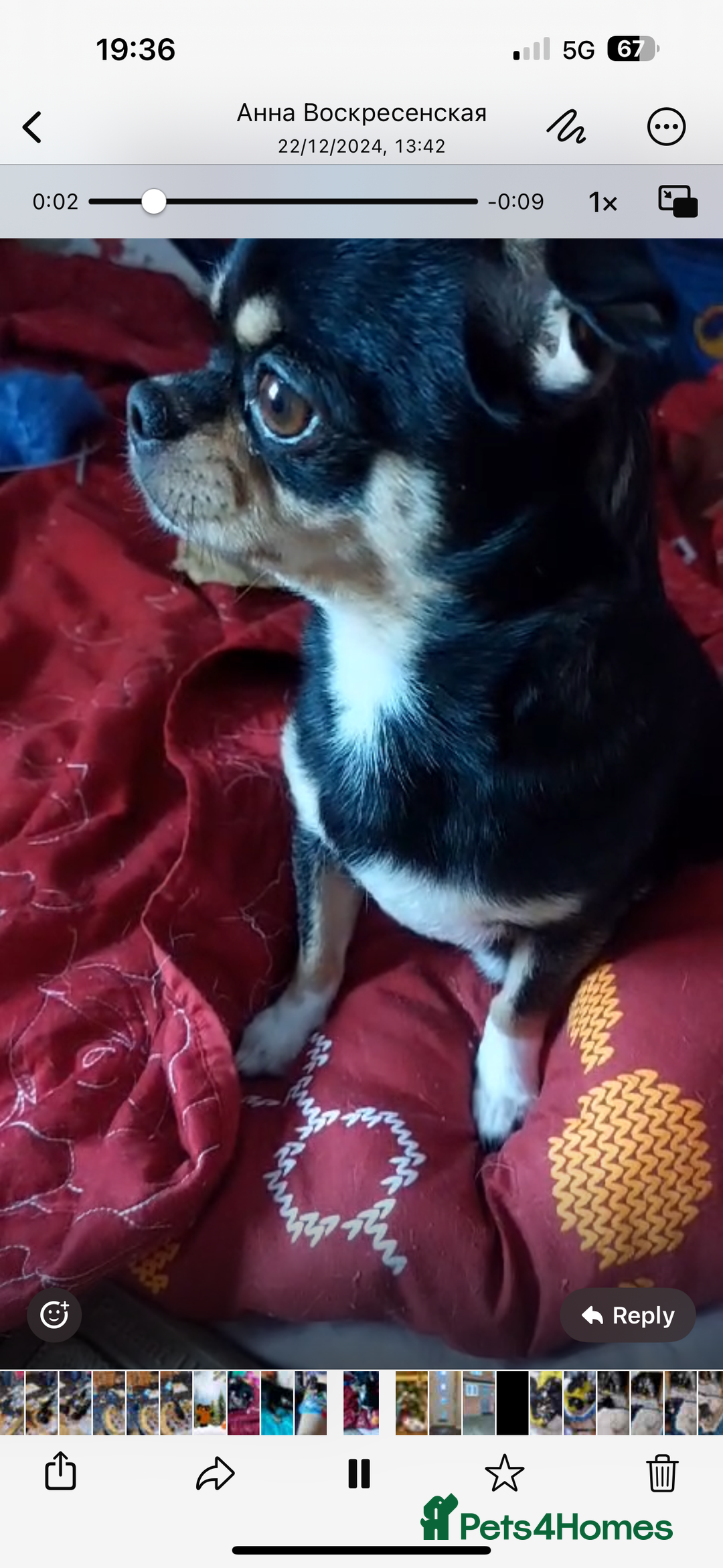 Chihuahua dogs for sale: Chihuahua puppies  - Advert 5