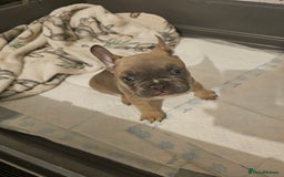French Bulldog dogs for sale: Beautiful french bulldog puppies  - Image 22