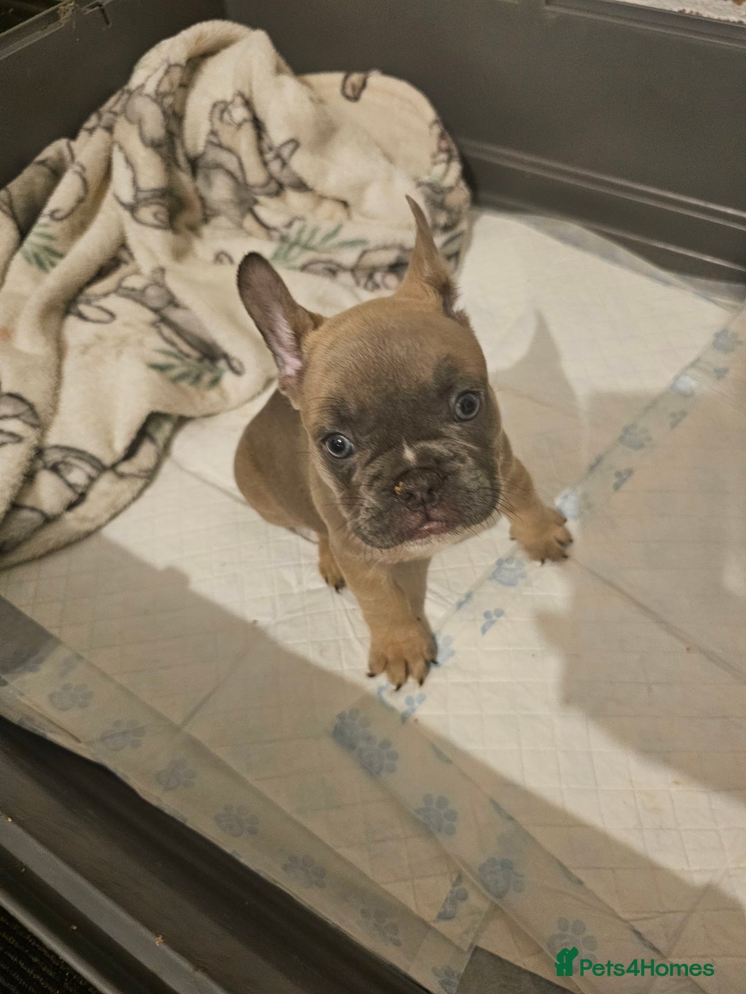 French Bulldog dogs for sale: Beautiful french bulldog puppies  - Image 22