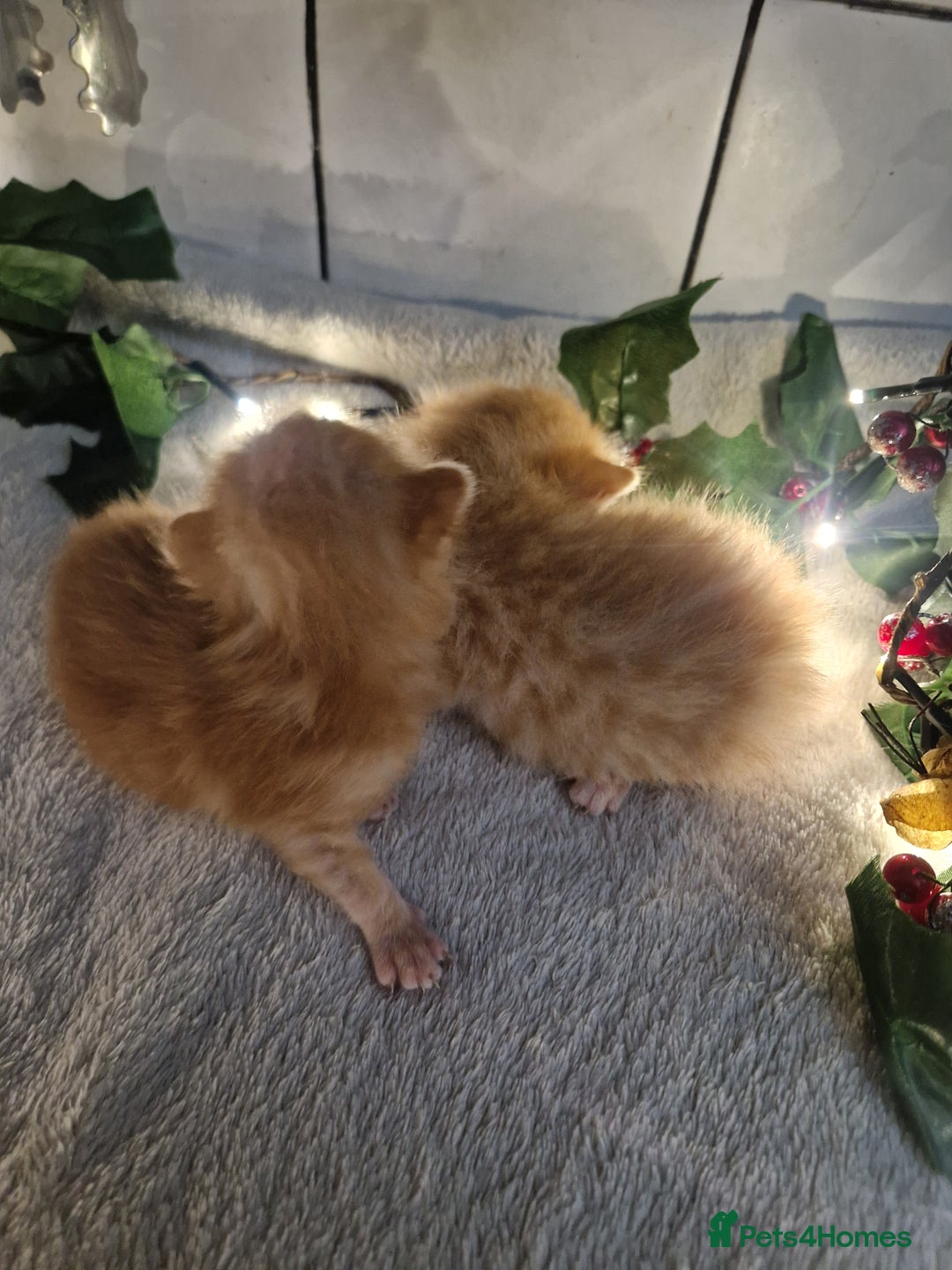 Mixed Breed cats for sale: 1 beautiful ginger&white kitten - Advert 10