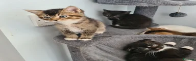 Scottish Fold 1