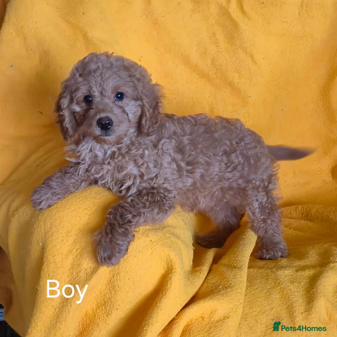 Cavapoo dogs for sale: Beautiful Cavapoo Puppies  - Advert 2