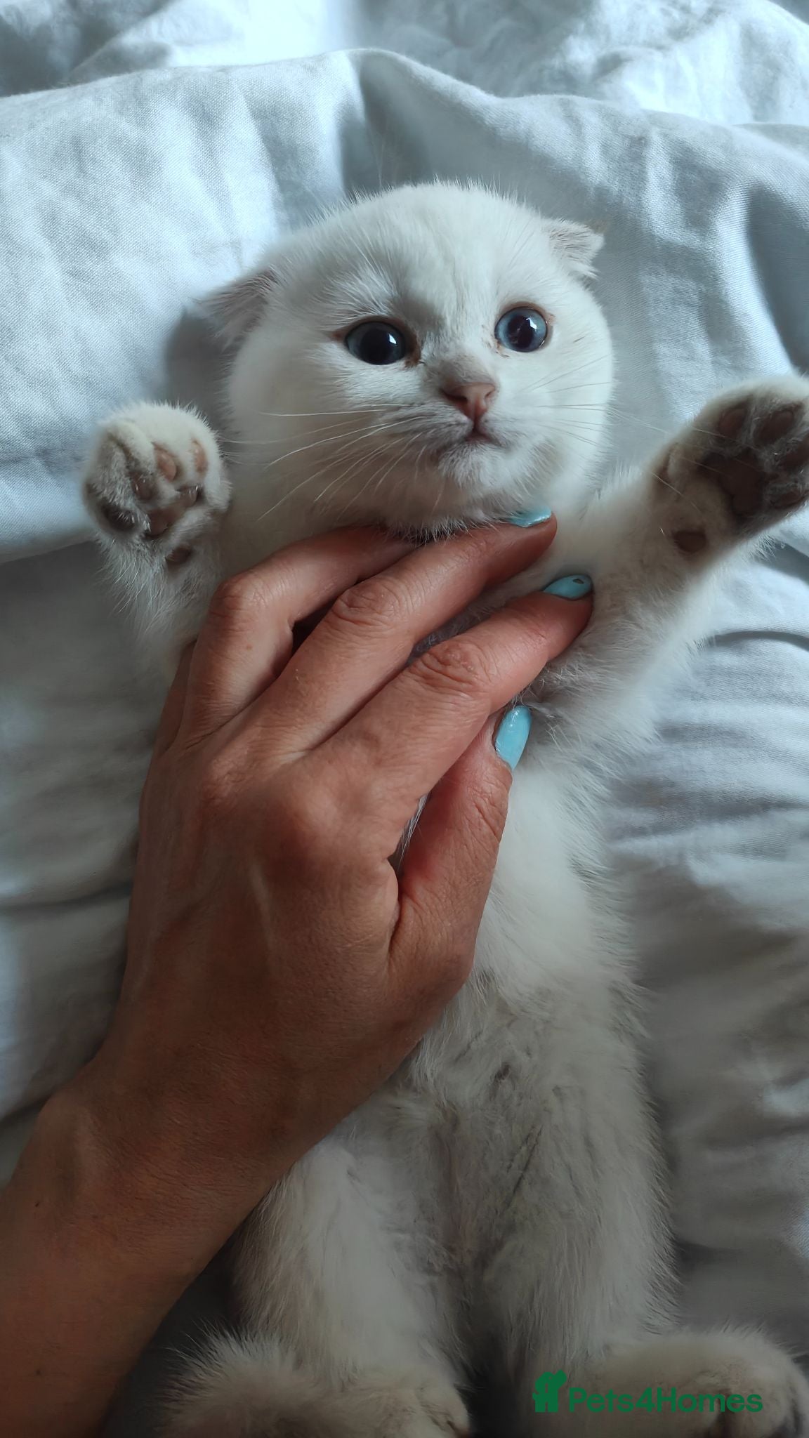 Scottish Fold cats Scottish fold - Advert 1