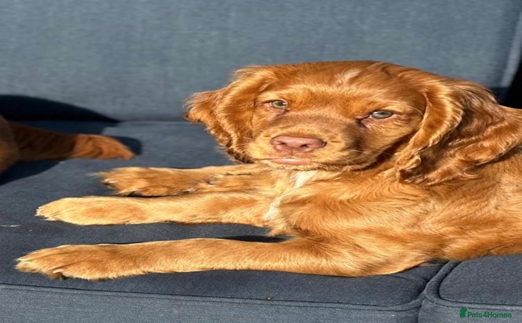 Cocker Spaniel dogs - Advert 15