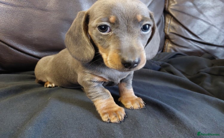 Miniature Dachshund dogs - Advert 3