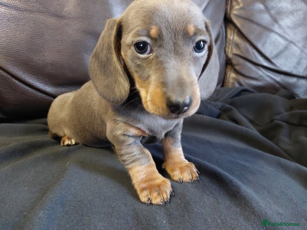 Miniature Dachshund dogs - Advert 9