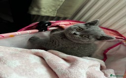 British Shorthair cats for sale: Beautiful Blue Bsh Kittens x3  in Wolverhampton - Image 1