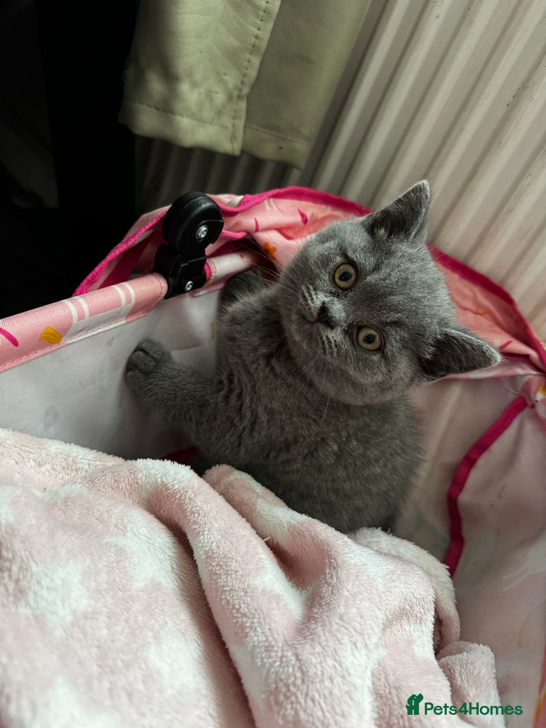 British Shorthair cats for sale: Beautiful Blue Bsh Kittens x3  in Wolverhampton - Image 1