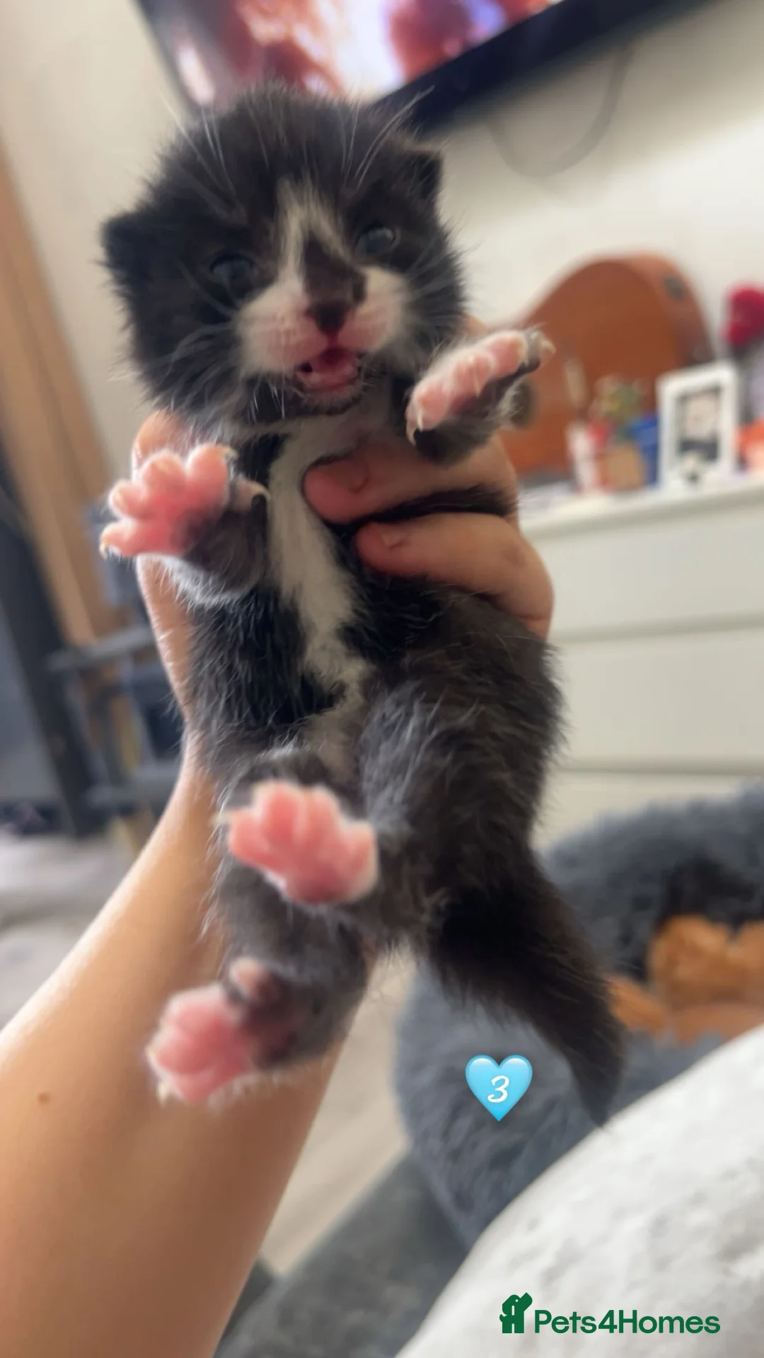 Mixed Breed cats for sale: Calico x Ginger kittens for sale  - Advert 29