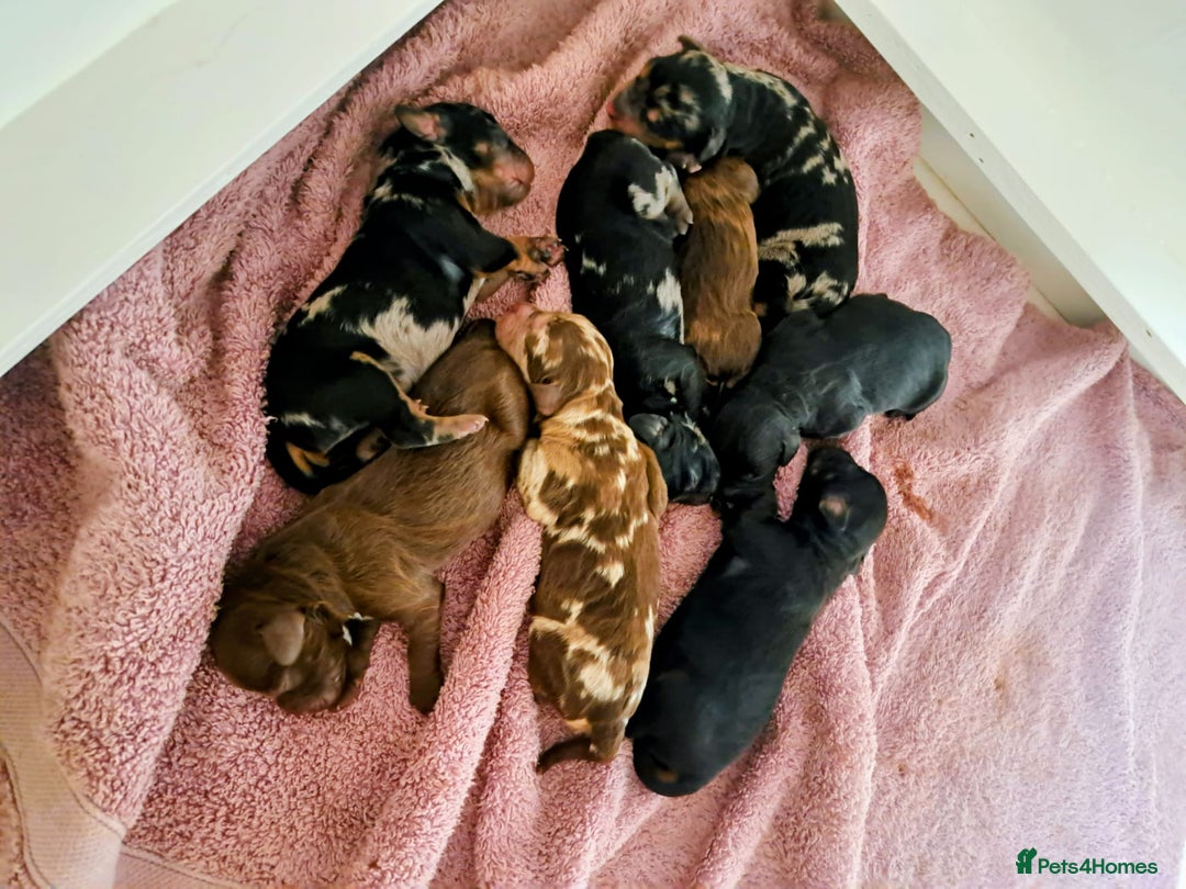 Miniature Poodle dogs for stud: 💥FOR STUD💥 CHOC MERLE PHANTOM MIN POODLE in Doncaster - Image 3