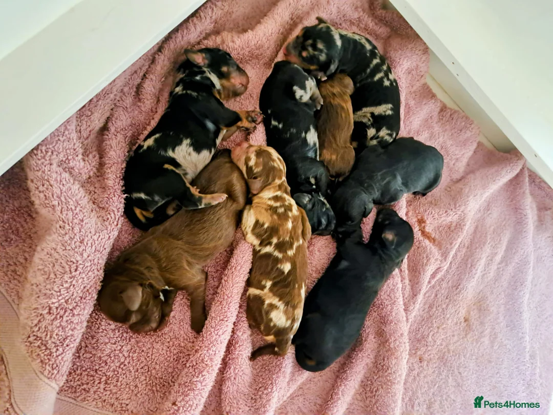 Miniature Poodle dogs for stud: 💥FOR STUD💥 CHOC MERLE PHANTOM MIN POODLE in Doncaster - Advert 4