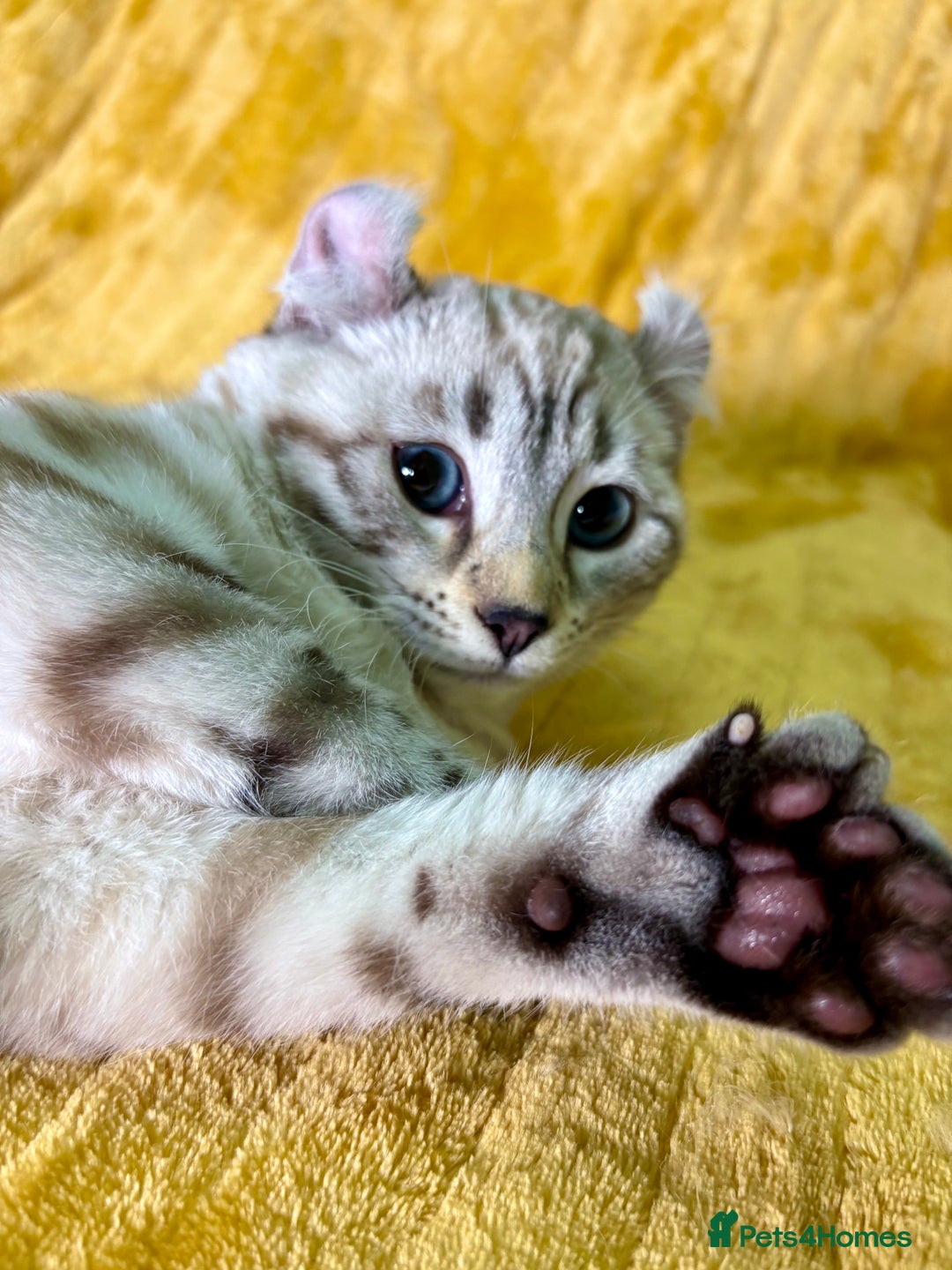 Savannah cats for sale: Breath taking wild looking girl  - Advert 13