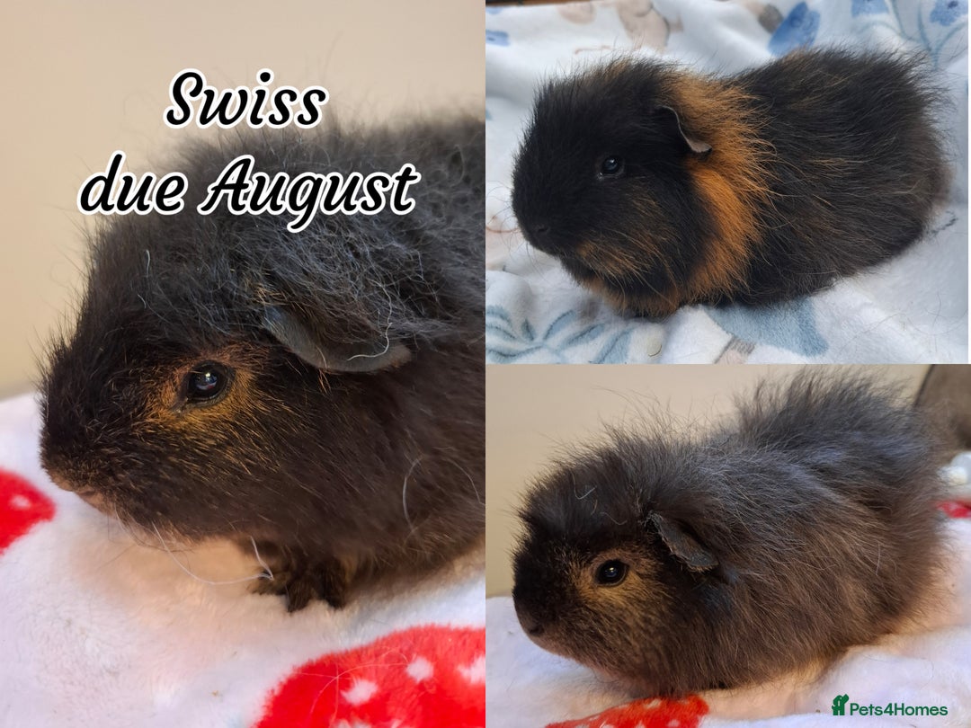 Guinea Pig rodents for sale: Beautiful Baby Guinea Pigs - Image 13
