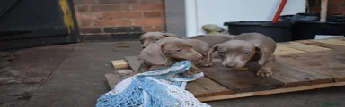 Miniature Dachshund 3