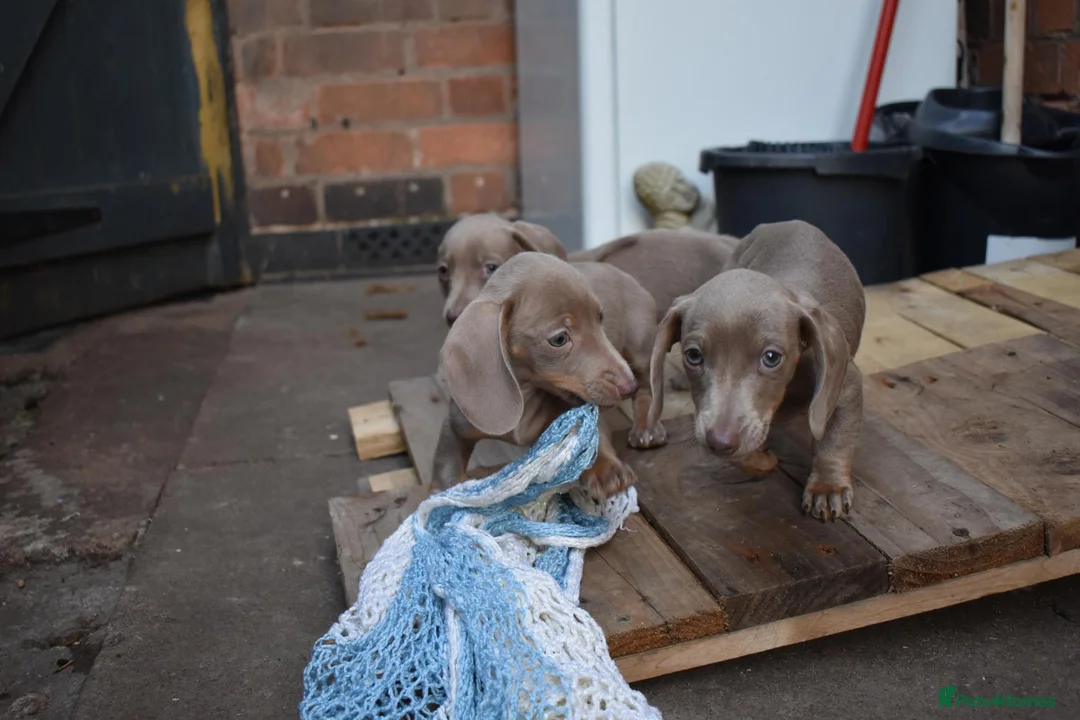Miniature Dachshund dogs for sale: TRUE miniature dachsaund in Leicester - Advert 2
