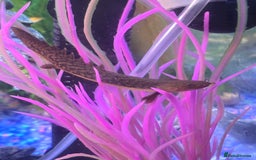 Plecos fish for sale: 4ft tank and fish  - Image 5