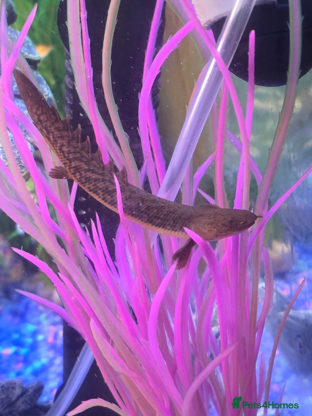 Plecos fish for sale: 4ft tank and fish  - Image 5